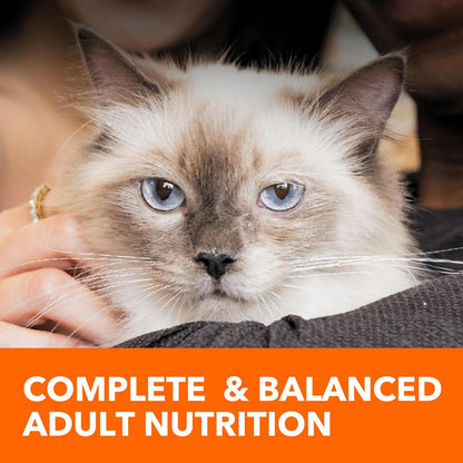 Nourish Your Cat's Health with IAMS Proactive Health Adult Sensitive Digestion & Skin Dry Cat Food – Turkey Flavor, 13 Lb Bag