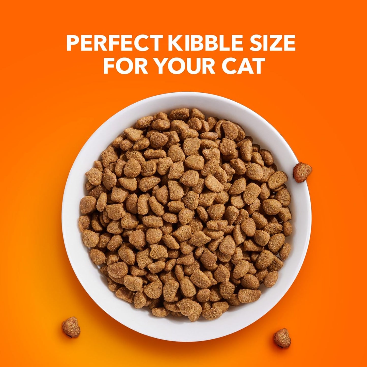 Nourish Your Cat's Health with IAMS Proactive Health Adult Sensitive Digestion & Skin Dry Cat Food – Turkey Flavor, 13 Lb Bag